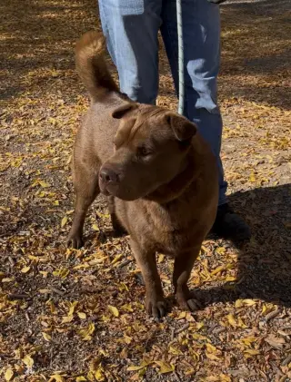 HUGO