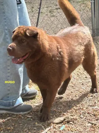 HUGO