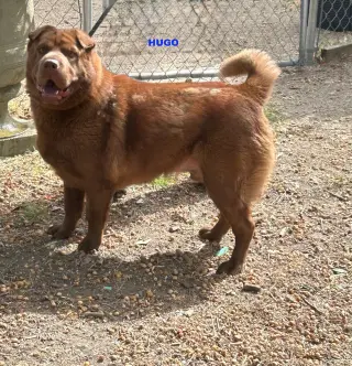 HUGO