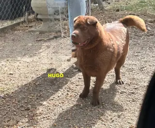 HUGO