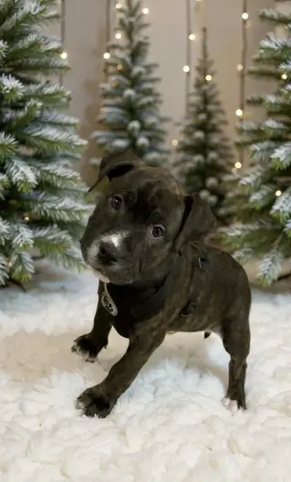 Rudy Rolf - Santa Litter