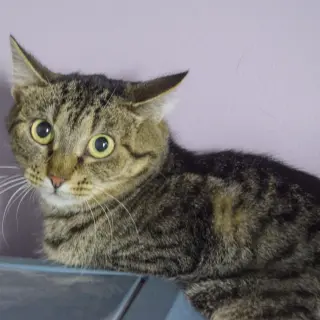 Pepper