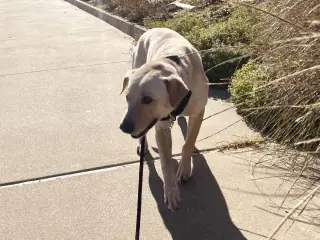 Sparky