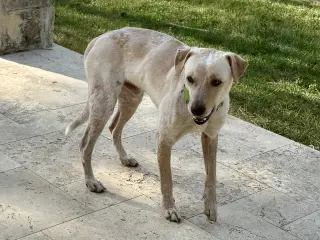 Sparky
