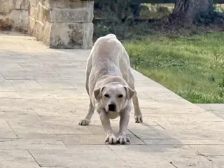 Sparky