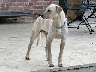 Sparky