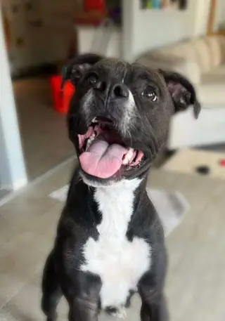 Leila