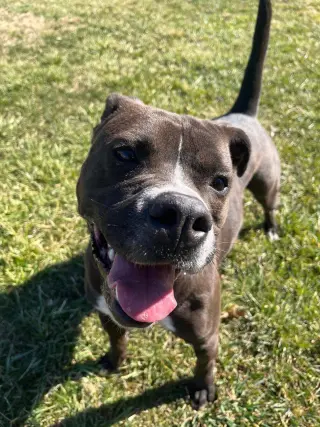 Leila