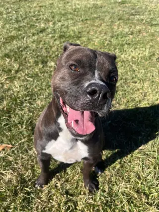 Leila