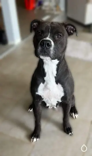 Leila
