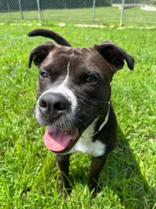 Leila