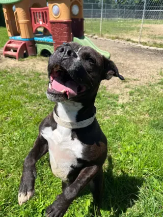 Leila