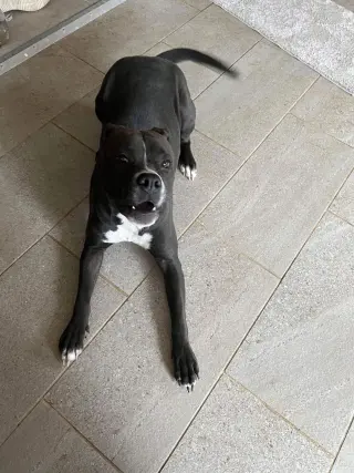 Leila