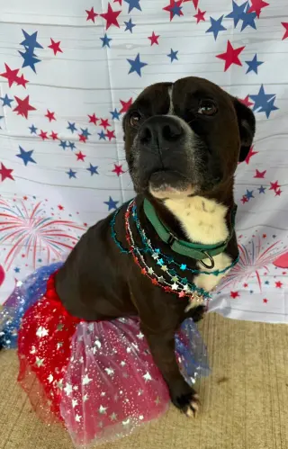 Leila