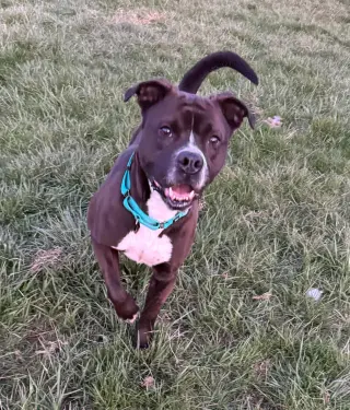 Leila