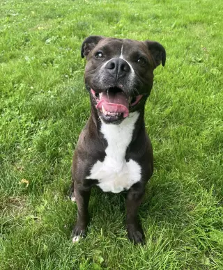 Leila