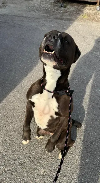 Leila