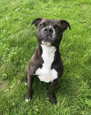Leila