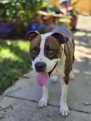 Mugsy