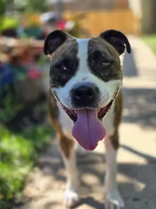 Mugsy