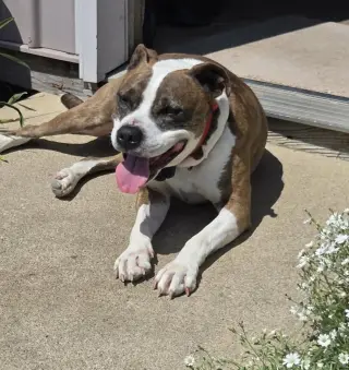 Mugsy
