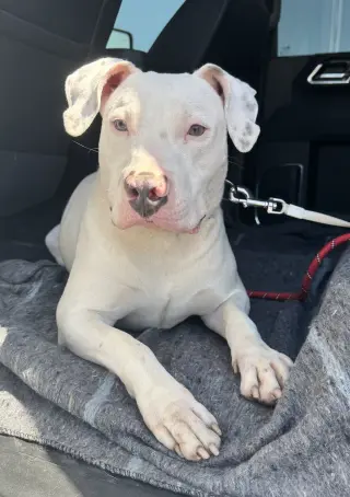 Frosty