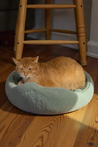 Chester