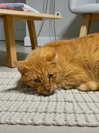Chester