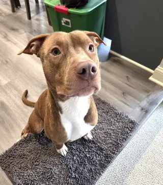 Macchiato