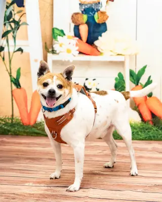 Bruiser
