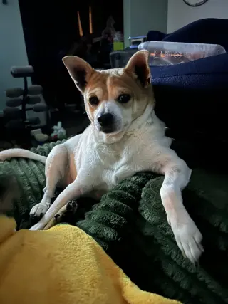 Bruiser