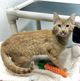 Kitty Purry
