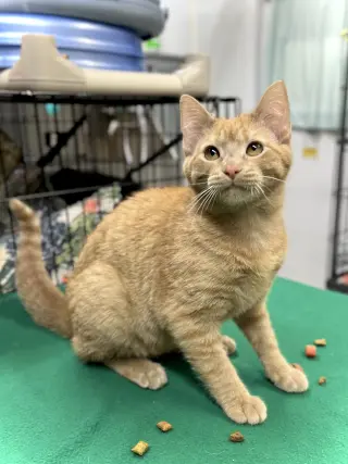 Kitty Purry