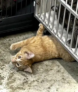 Kitty Purry