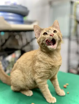 Kitty Purry