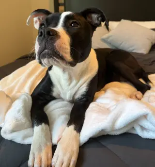 Tallulah