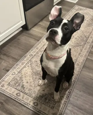 Tallulah