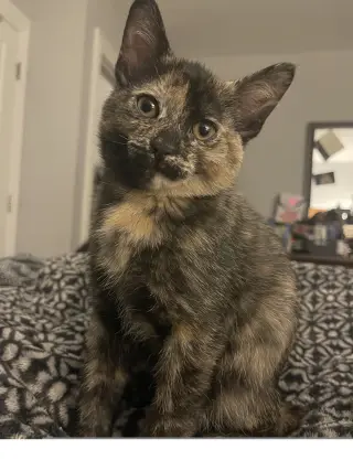 Freya (aka Luna)