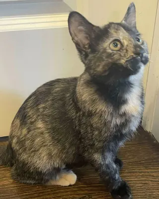 Freya (aka Luna)