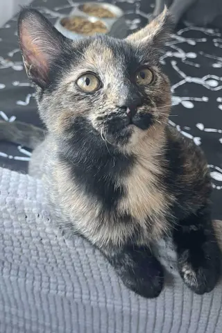 Freya (aka Luna)