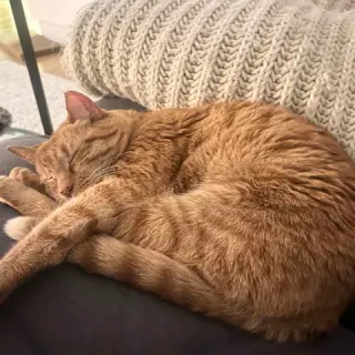 Pistol Shrimp
