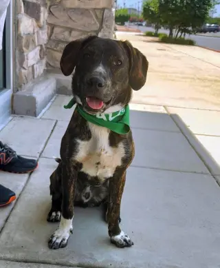 Logan's Pup Gill