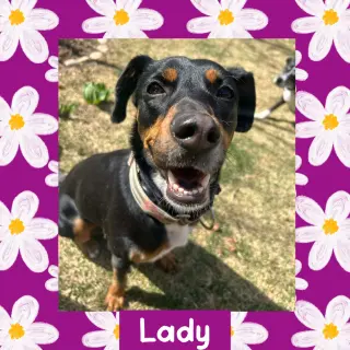 Lady