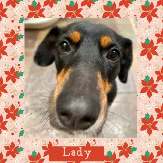 Lady