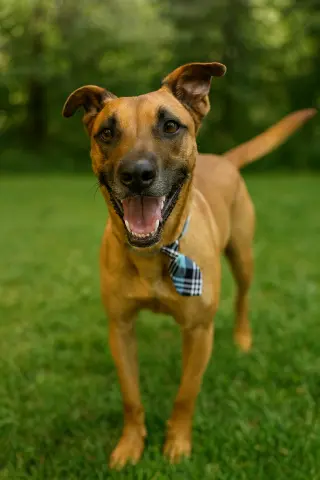 Scooby