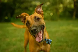 Scooby