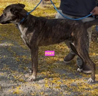 FOXY