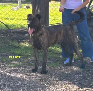 ELIOTT