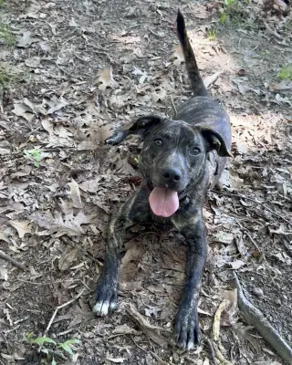 Logan's Pup Jacques