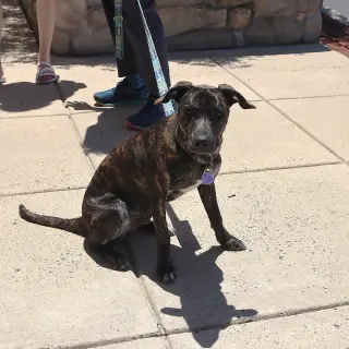 Logan's Pup Jacques